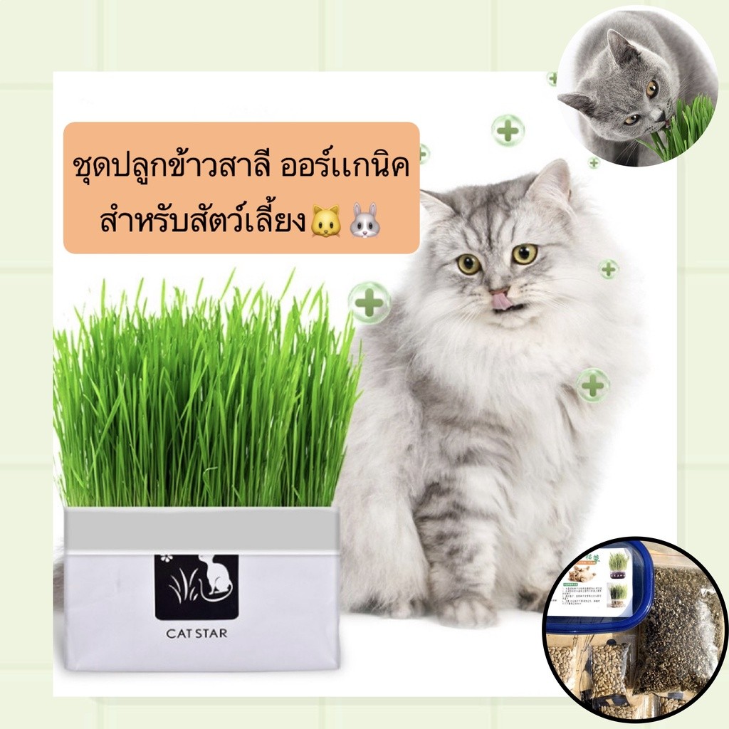 ชุดปลูกข้าวสาลี ออร์เเกนิค สำหรับสัตว์เลี้ยง แมว กระต่าย ข้าวสาลีสำหรับสัตว์เลี้ยง ราคาถูก